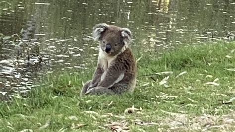 Do Koalas Swim Koala Caught Swimming Across Bulimba Creek Carindale