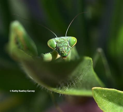 A Praying Mantis Ponders The End Of Daylight Savings Time Bug Squad
