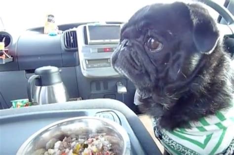 Video Pug Is Getting Ready To Eat When You See How Much He Looks