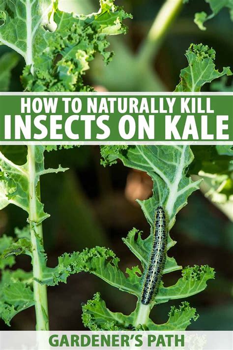 Use it to save fruit and vegetable now that you know more about vegetable garden insecticides, there may be new questions about how to use them. How to Naturally Kill Insects on Kale | Garden pests, Kale ...