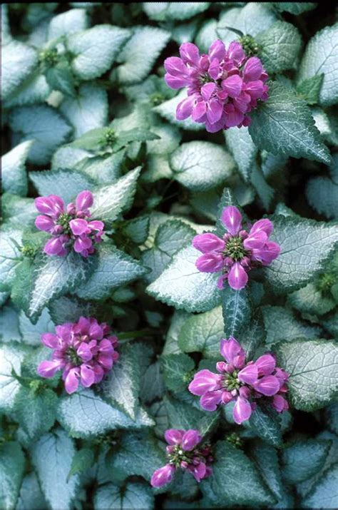Though it's only in bloom for a short time each spring, creeping. 18 Best Flowering Ground Cover Plants | Balcony Garden Web