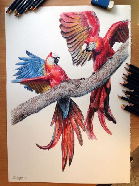 Realistic Red Parrotsmacaws Drawing Colorful Drawings Bird Drawings
