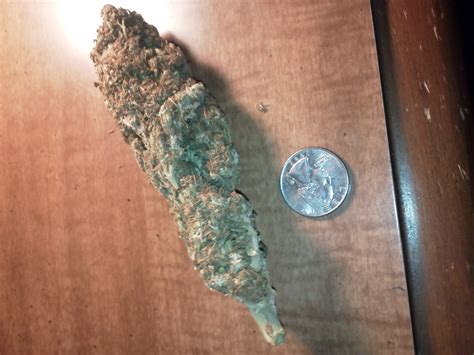 Biggest Nug Ive Ever Owned Trees