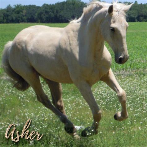 Equine Pythiosis Horsedvm Diseases A Z