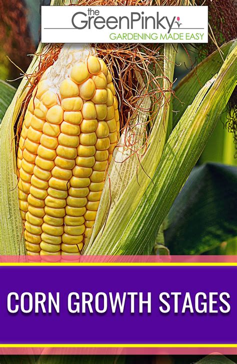 How Do Corn Grow Review Of All The Growing Stages