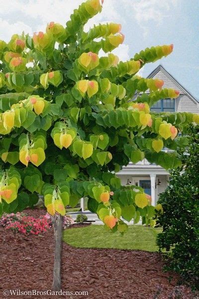 The Rising Sun Redbud Tree 2 Gallon Pot Redbud Tree Rising Sun