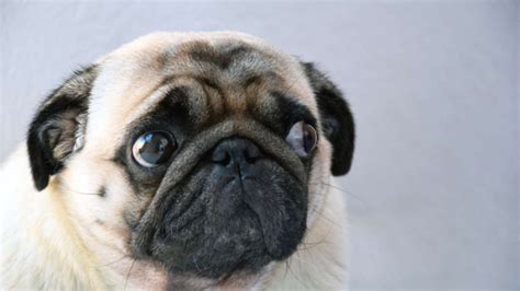 Vets Calling For Pugs And Bulldogs To Be Banned Breeding Them Is