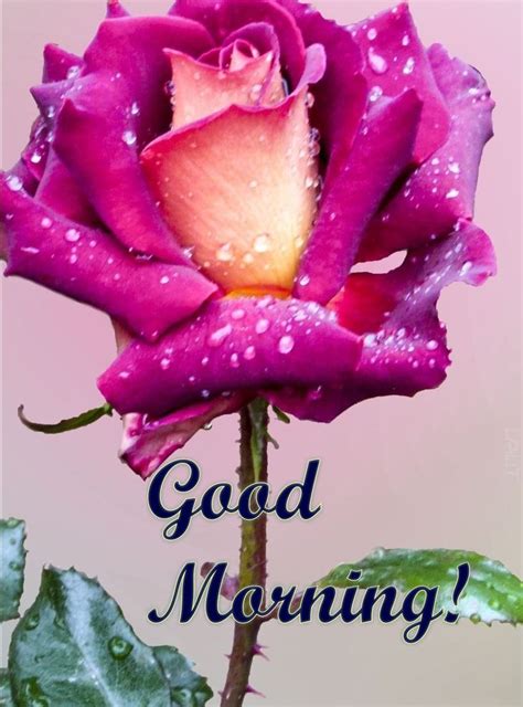 Pin By Lalit Rana On Morning Wishes Good Morning Beautiful Flowers