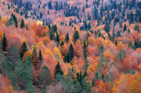 Check spelling or type a new query. 11 bosques españoles que explotan de color durante el otoño