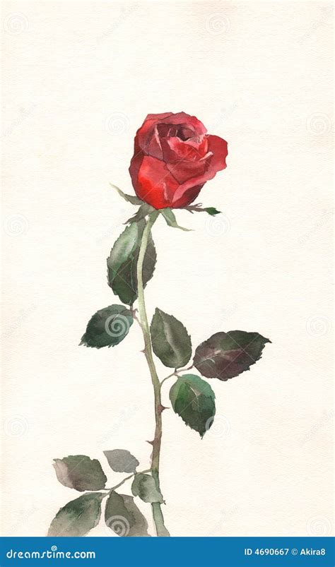 Red Rose Watercolor Painting Stock Illustration Illustration Of