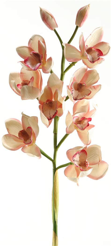 Dandw Silks Cream Pink Cymbidium Orchid Stem Set Of 3