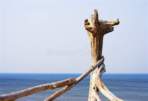 Driftwood Sandy Beach Free Stock Photos And Pictures Driftwood Sandy