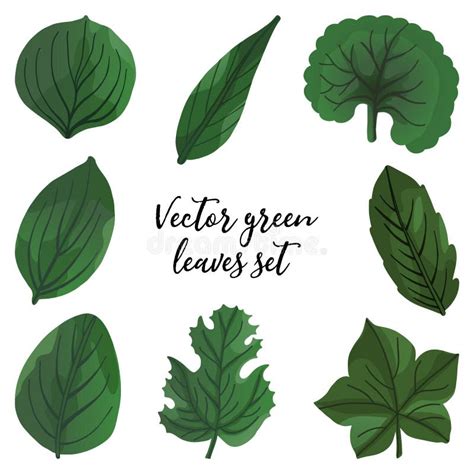 Set Of Vector Green Leaves A Vector Illustration Leaves Of Different