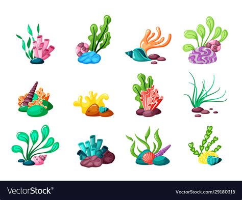 Underwater Plants Seaweed And Seashells From Vector Image
