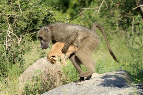 Baboon Recreates Iconic Simba Scene From The Lion King After Rescuing Cub World News Mirror
