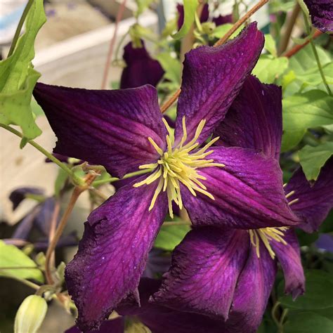Check spelling or type a new query. Clematis HAPPY JACK Purple- Buy Clematis Perennials Online