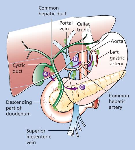Descending Gallbladder Ovulation Symptoms