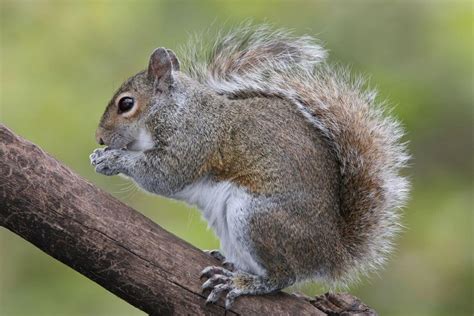 Eastern Grey Squirrel Invasive Species Council Of British Columbia