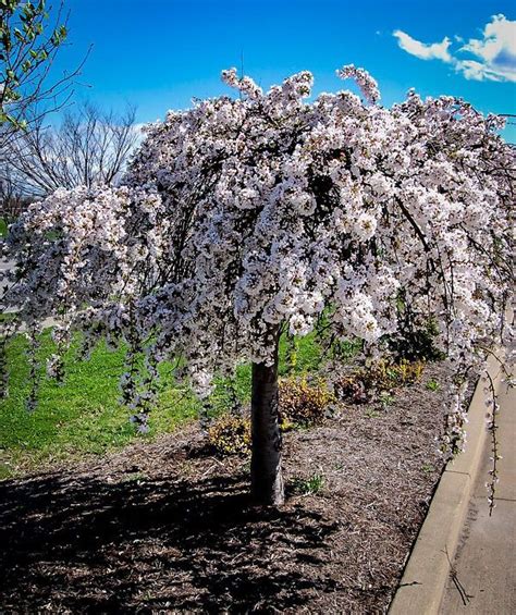 Japanese Cherry Blossom Prunus ‘falling Snow Weeping Cherry