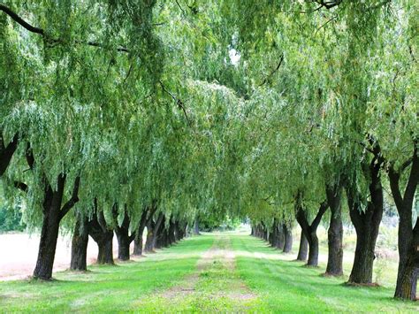 Weeping Willow Wallpapers Wallpaper Cave