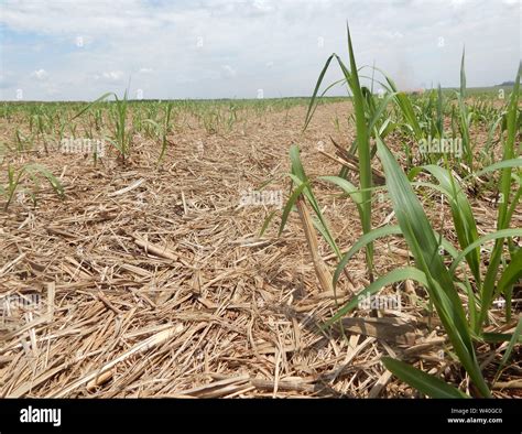 Dry Straw In Sugar Cane Plantation Agriculture In Brazil And Care