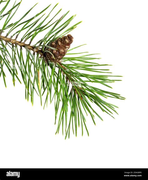 Pine Tree Branch Isolated On White Background Pine Branch With Cones