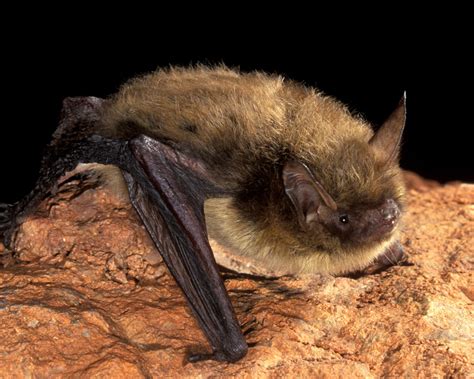 Us Fish And Wildlife Proposes Reclassifying Northern Long Eared Bat As
