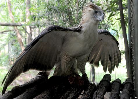 Rare Philippine Eagle Killed Shortly After Release Cbbc Newsround