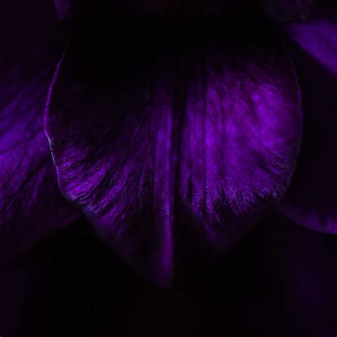 Purple Petals Hd Photo By Dominik Scythe Drscythe On Unsplash