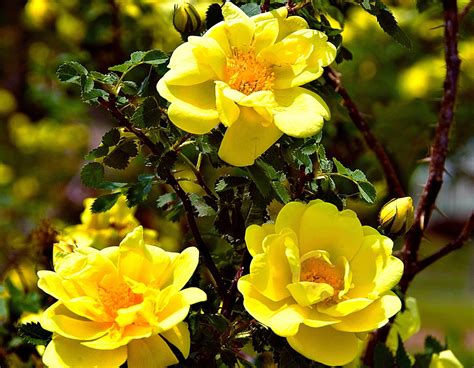 Golden Showers Star® Roses And Plants