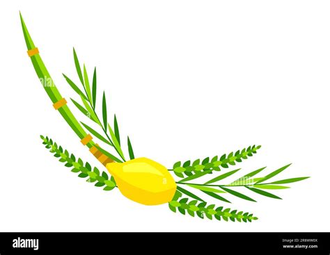 Happy Sukkot Symbols Four Species Etrog Lulav Willow And Myrtle