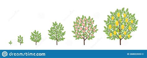 Lemon Tree Growth Stages Fruit Tree Life Cycle Vector Infographic