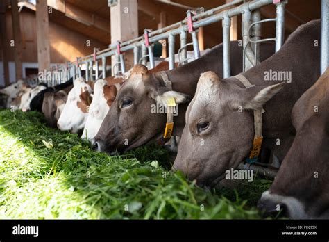 Bio Milk Cows In A Shed Biohof Milchkühe Stock Photo Alamy