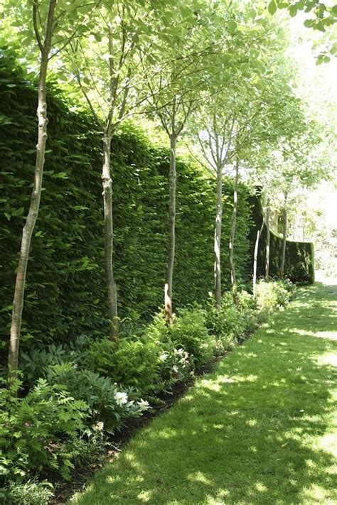 Backyard Fence Line Trees Pic Fidgety