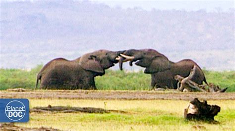 Documentary African Elephants Part 2 Youtube