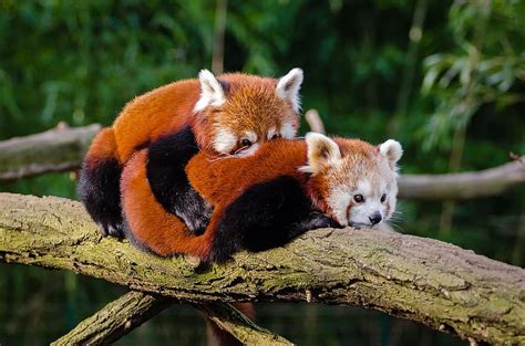 Animal Red Panda Cuddle Cute Environment Fur Furry Lesser Panda