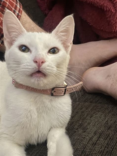 Why did my cat look at me like this and should I be afraid? : r