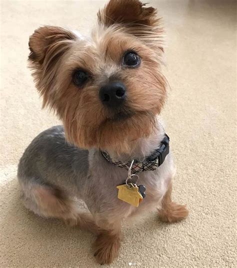 Fresh Different Haircuts For Yorkie Dogs Hairstyles Inspiration