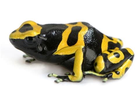 Funny Yellow Poison Dart Frog Funny Animal
