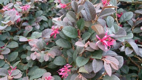 Best Choices For Those Hard To Plant Areas Shade Evergreen Shrubs