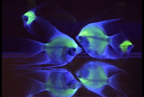 The Strange And Amazing World Of Glow In The Dark Sea Life All Pet News