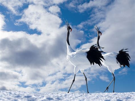 Cranes Dancing Wallpapers And Images Wallpapers Pictures Photos
