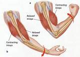 Upper Arm Muscle Exercise Photos
