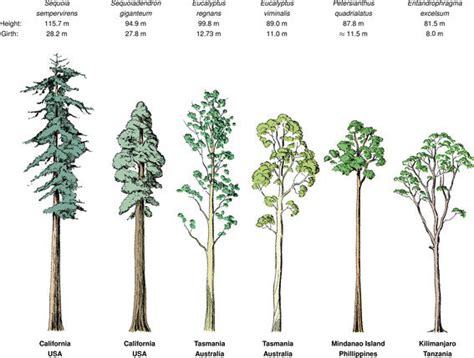 What Is The Tallest Tree In The World Called Surprising Facts About Trees All Media Content