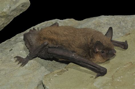 Bat Species Of Kentucky Wildlife Removal Pros Lexington Kentucky