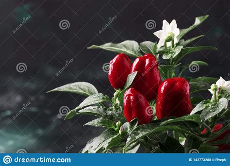 hot red pepper on a bush with dew drops natural background macro shot place for text