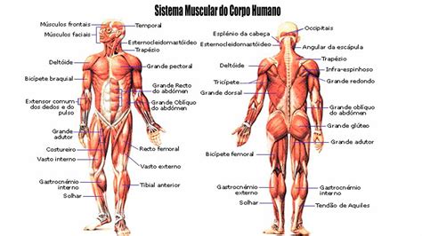 Sistema Muscular Do Corpo Humano Anatomia Humana I