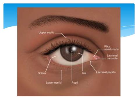 Physiology Of The Eyelids And Lacrimal Pump Methods Of Examination