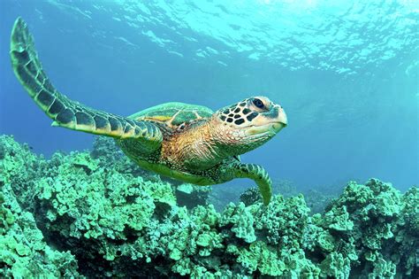 Sea Turtle In Coral Hawaii Photograph By M Sweet