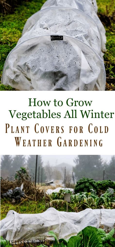 Cold air and frost always descend to the lowest point in a garden so avoid planting tender plants in obvious how you protect your plants from the effects of cold depends on the type of plants and the situation. Pin on Gardening Tips/Ideas #1